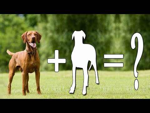 10 Most Popular Vizsla Cross Breeds / 10 Vizsla Dog Mixes