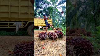Download lagu Muat sawit di truk | terpeleset saat lempar buah hampir nyungsep akibat tanah licin #shorts mp3 Download lagu Muat sawit di truk | terpeleset saat lempar buah hampir nyungsep akibat tanah licin #shorts mp3