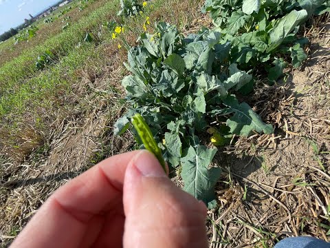 Feldexkursion 200: großes Unkraut vor Aussaat bekämpfen - N.U. Agrar GmbH, 02.09.2021