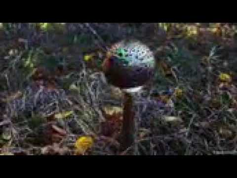 Crazy colour changing mushroom