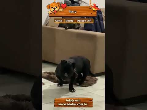Vídeo de Terry
