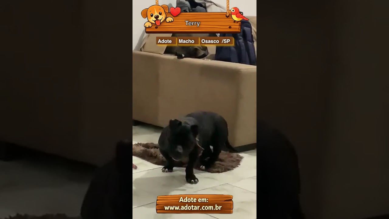 Cachorro raça SRD-ViraLata idade 4 anos nome Terry