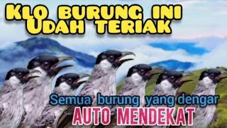 Download lagu SUARA PIKAT Semua Jenis Kutilang Dan Burung Kecil... mp3
