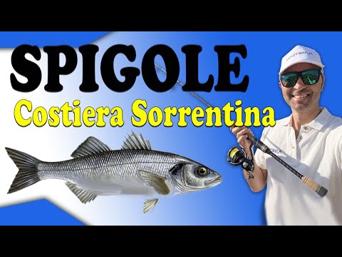 SPIGOLE in COSTIERA SORRENTINA. Pesca spinning in mare alla spigola