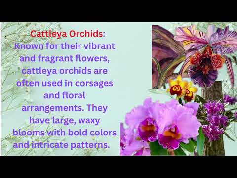 orchid varieties. cattleya orchids.flowers flowers flowers