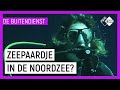 ZEEPAARDJES IN DE NOORDZEE #1 | Duikverhalen van De Buitendienst | NPO Zapp
