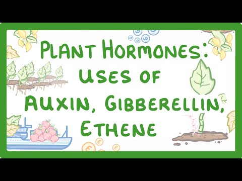 GCSE Biology - Plant Hormones - Uses of Auxin, Gibberellin and Ethene