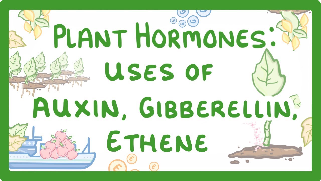 GCSE Biology - Plant Hormones - Uses of Auxin, Gibberellin and Ethene  #53