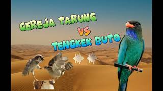 Download lagu GEREJA TARUNG VS TENGKEK BUTO‼️ masteran burung terbaik mp3