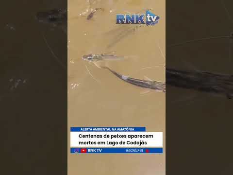 ALERTA AMBIENTAL NA AMAZÔNIA! Centenas de peixes aparecem mortos em lago de Codajás
