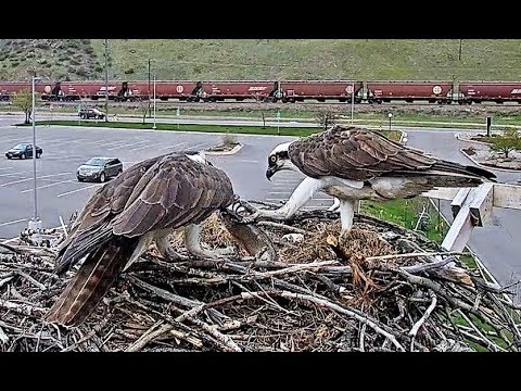 Fish to Iris from Louis, then he broods ~ full video 2019 05 01 19 27 01 769