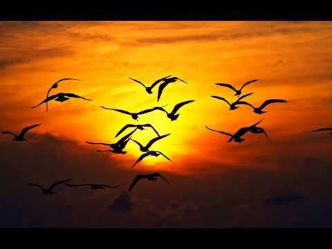 FERDOW - Catalina (Original Chillout Mix)