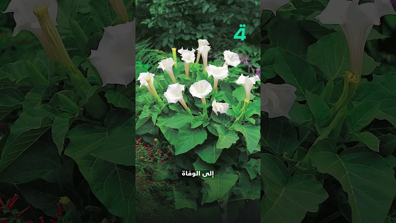 فيديو | العراق.. هل يمكن لنبتة أن تخدعك بجمالها وتخفي خلفها خطراً قاتلاً؟
