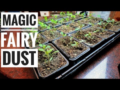 DRAMATIC Seed Start Update | Before & After Mycorrhizae Results