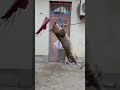 Panchi Banu Udti Phiru Mast Gagan Mein Cutebaby Animallover Trendingshorts Cat