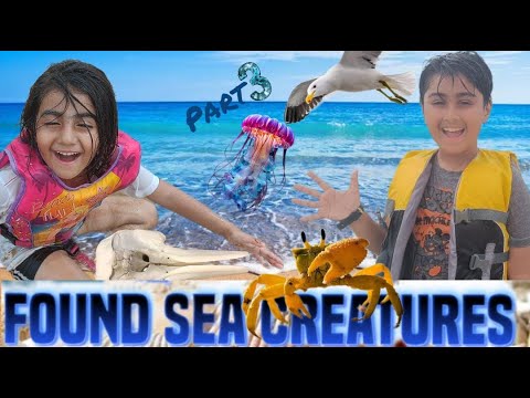 Sonmiani Beach | Sea Creatures Mil Gaye | Long Walk On Beach | Part 3