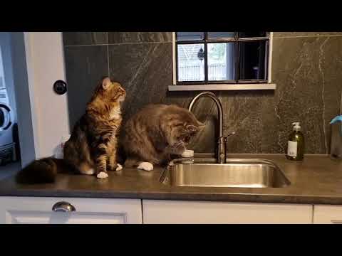 Cat Plays With Water From Tap in Kitchen Sink - 1293259