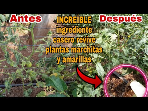 , title : 'Increíble REVIVE plantas de TOMATE marchitas y amarillas aplicando Lejia,'