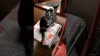 バリねこの失恋 #バリ島 #インドネシア #猫 #ネコ #猫 #失恋 #青春 #裏切り #浮気