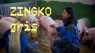 Zingko - Fra fashion til grisebinge