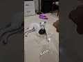 Man Hypnotizes His Dog Funny Dogs Hypnosis