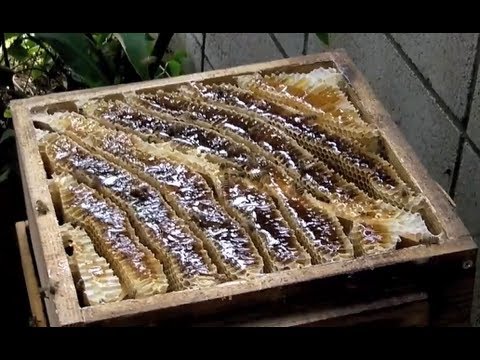 ニホンミツバチ採蜜