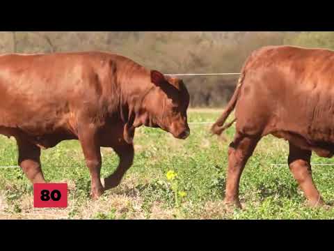 Lote 80 EL BRETE 5 VAQ PARA SERVICIO