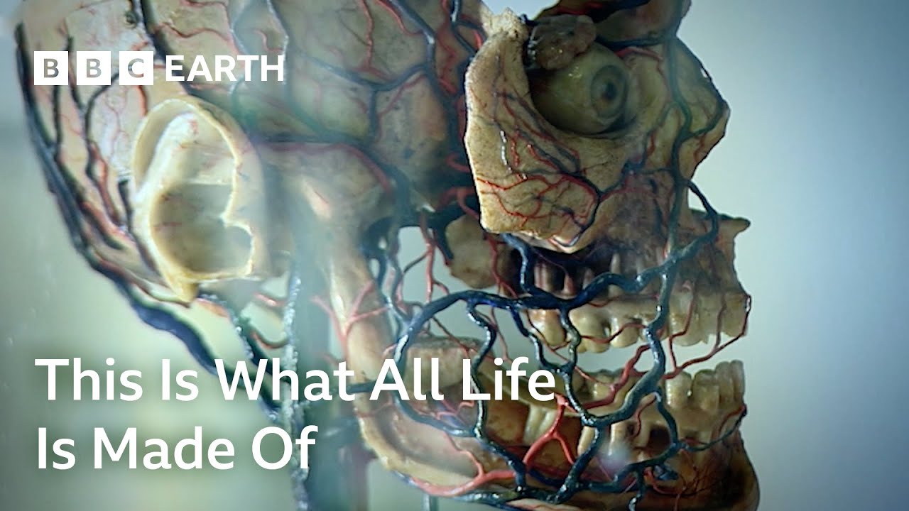 This Is What All Life Is Made Of | Cell | BBC Earth Science
