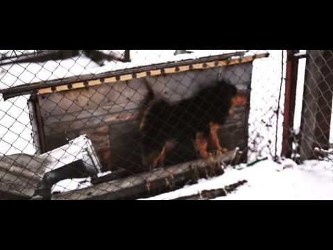 Dmk - Wolny - Saxofon Krzysztof Pachla Prod.2Deep Beats (Official Video)