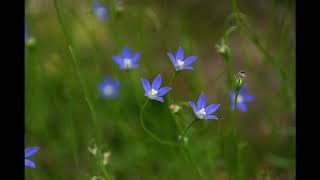 ヒナキキョウソウ 中