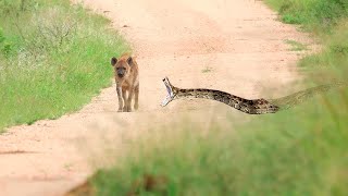Hiena é pega de jeito por cobra gigante! veja no que deu!