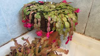Watering my Shrivelled Schlumbergera Cacti Update - Christmas Cactus, Thanksgiving Cactus
