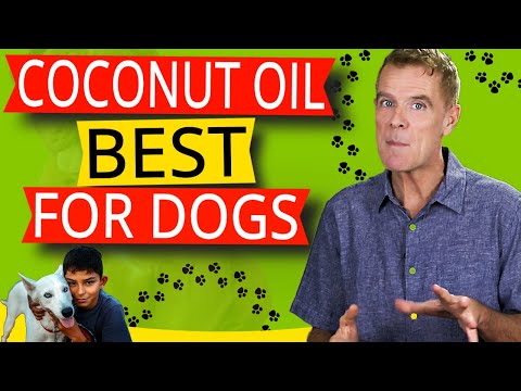 Coconut Oil In Your Dogs Diet (12 Powerful Health Benefits)