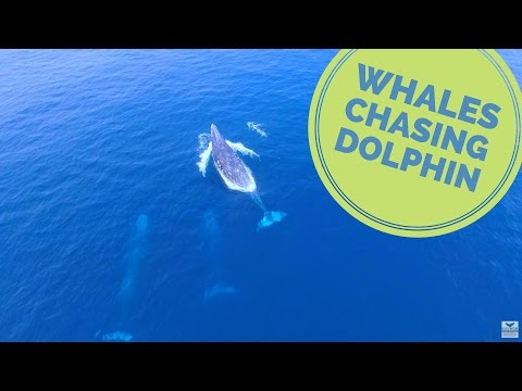 YouTube video about: How fast can a blue whale swim?
