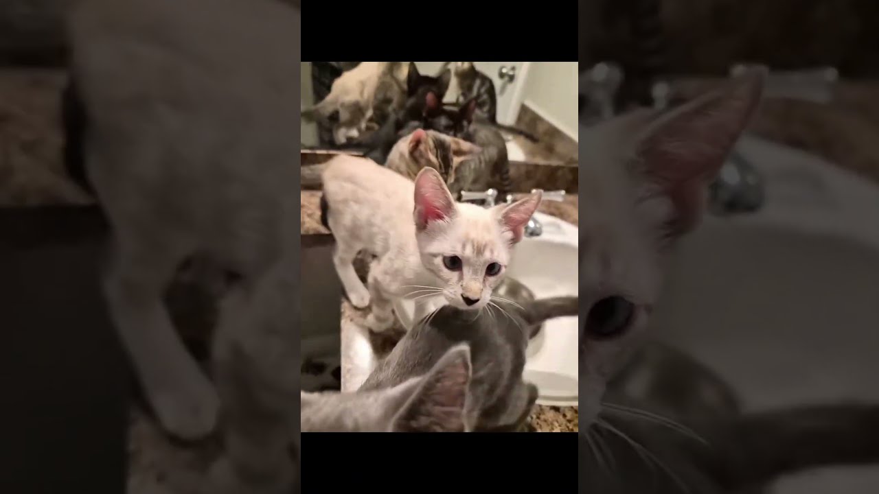Peter, an adoptable Domestic Short Hair in Boca Raton, FL video 5/5