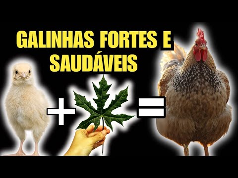DO OVO A IDADE ADULTA, TUDO QUE VOCÊ PRECISA SABER PRA TER UMA CRIAÇÃO FORTE E SAUDÁVEL!