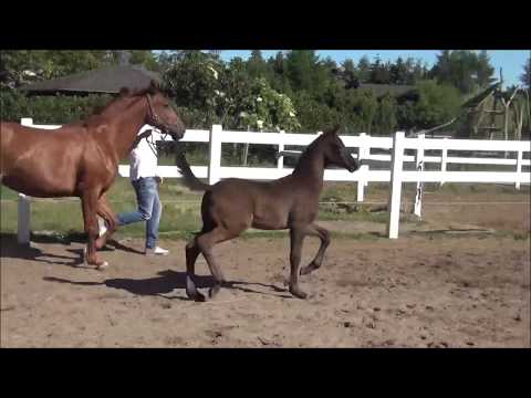 Hengstfohlen von Morricone - Quaterback www.zuchthof-bahnemann.de