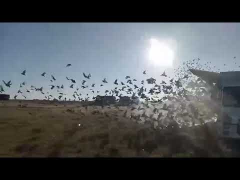 06-07-2026 : Suelta de palomas del CIP desde Trenque Lauquen, Buenos Aires