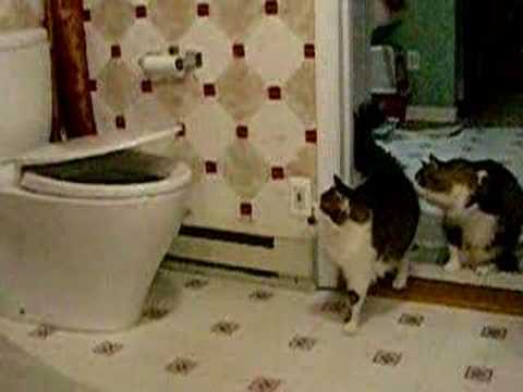 Toto Aquia toilet n cats