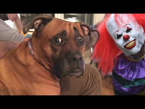 Meilleures vidéos de chiens de l'Halloween 2023