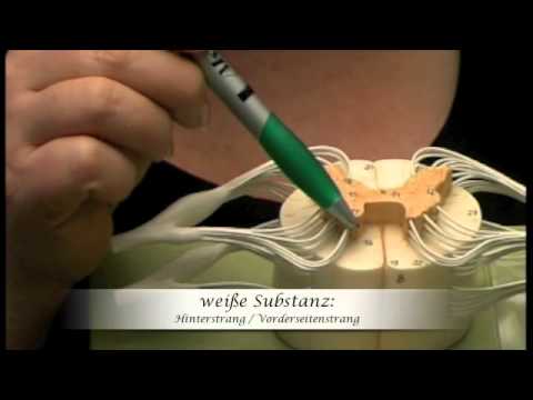 Rückenmark - erklärt von Dr. Rommelfanger