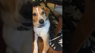 おもちゃをキャッチ出来ない我が家の犬