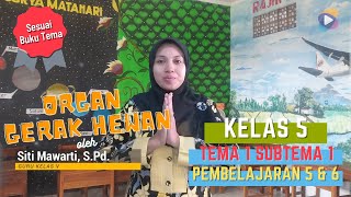 Kelas 5 Tema 1 Subtema 1 Pembelajaran 5 dan 6  : Organ Gerak Hewan