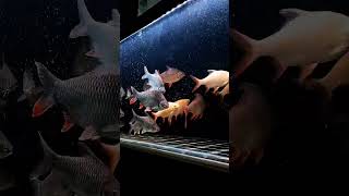 Download lagu ikan tawes sirip merah dipelihara di aquarium . bantu subscribe boloo 🙏 #fishing #tawes #mancing mp3 Download lagu ikan tawes sirip merah dipelihara di aquarium . bantu subscribe boloo 🙏 #fishing #tawes #mancing mp3