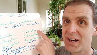 Start-up Success: Translation Initiation