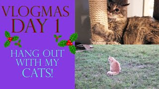 Vlogmas Day 1 | HANG OUT WITH MY CATS!