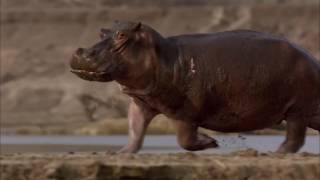 Hippos After Dark trailer - WFFR 2016
