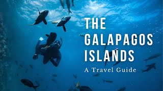 The Galapagos Islands Travel Guide - What I wish I knew!