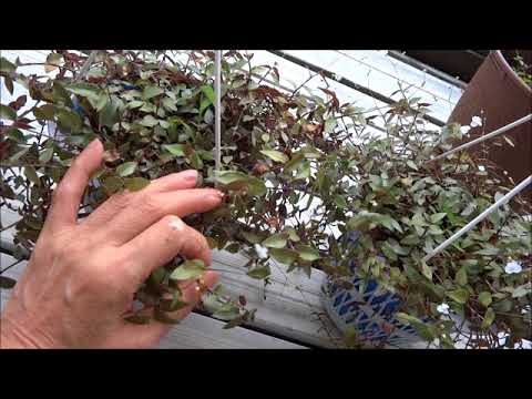 冬のベールに守られたキョウチクトウとその鉢