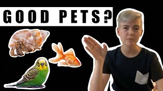 Are Exotics Good Pets for Kids? ||| What Exotic Pets are Good for Kids?
